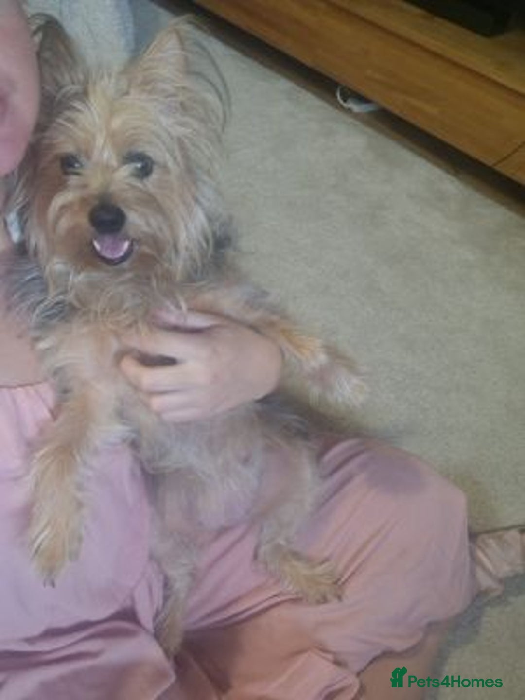 Yorkshire Terrier dogs for sale: Adorable Yorkshire terrier dog - Advert 4