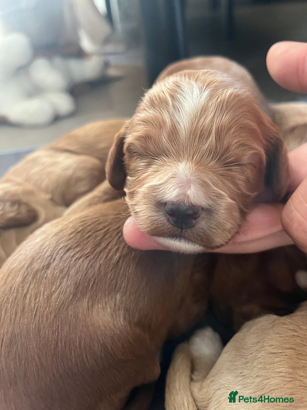 Cockapoo dogs for sale: Cockapoo puppies  - Advert 10