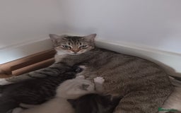Bengal cats for sale: Bengal cross  - Image 2
