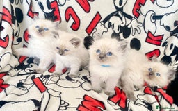 Ragdoll cats for sale: Ragdoll kittens Ready wednesday ❤️ - Image 16