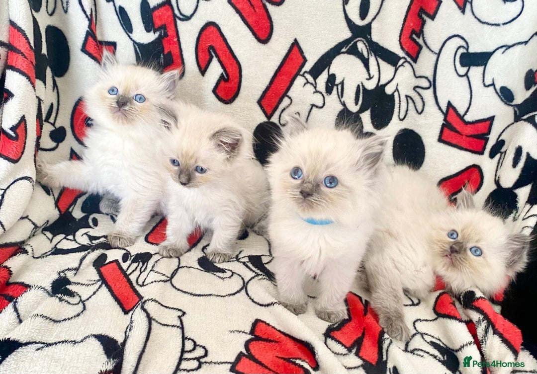 Ragdoll cats for sale: Ragdoll kittens Ready wednesday ❤️ - Image 16