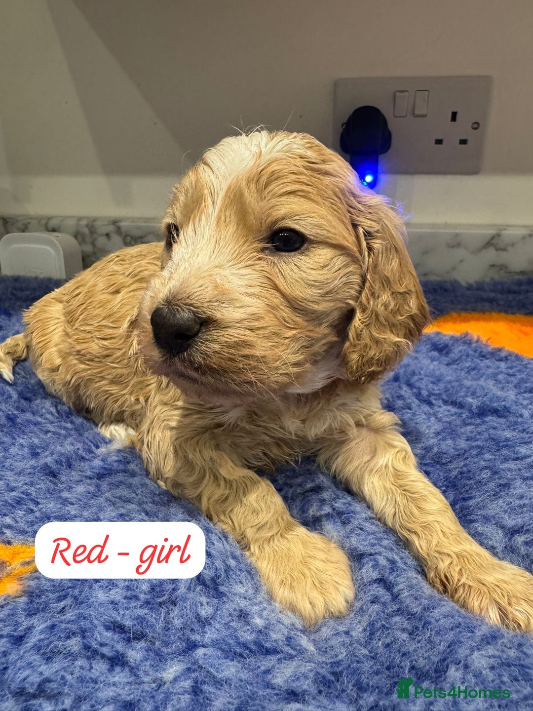 Cockapoo dogs for sale: Cockapoo puppies - Advert 9