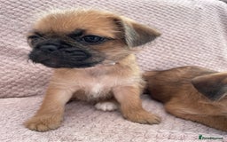 Mixed Breed dogs for sale: PUGAPOO 3 LEFT READY NOW  - Image 23