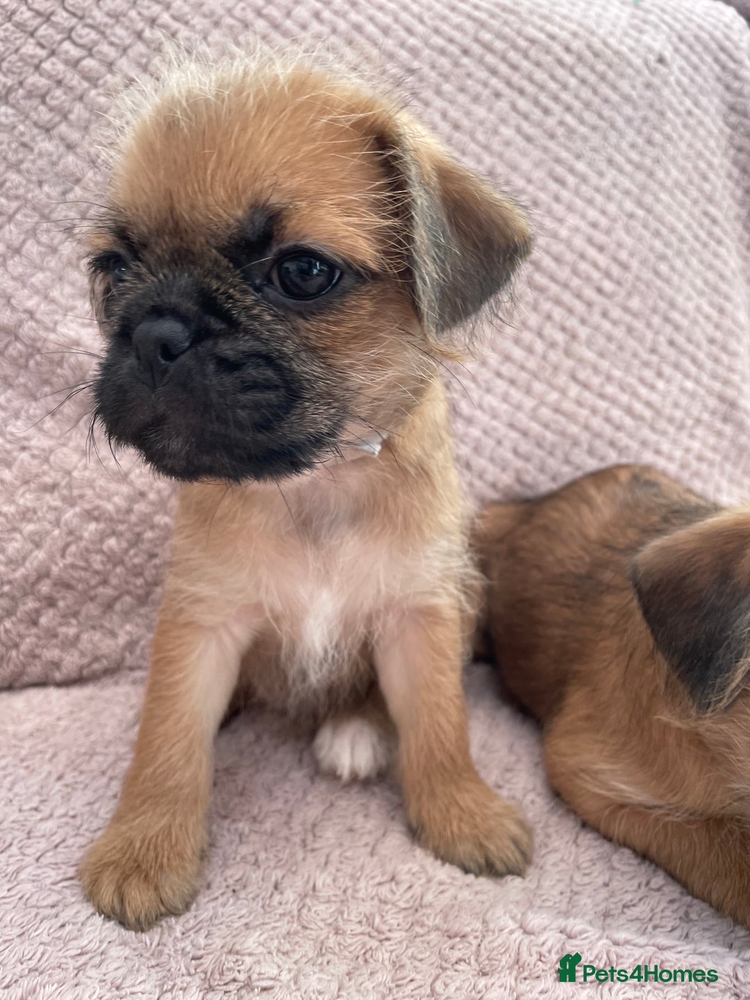 Mixed Breed dogs for sale: PUGAPOO 3 LEFT READY NOW  - Image 23