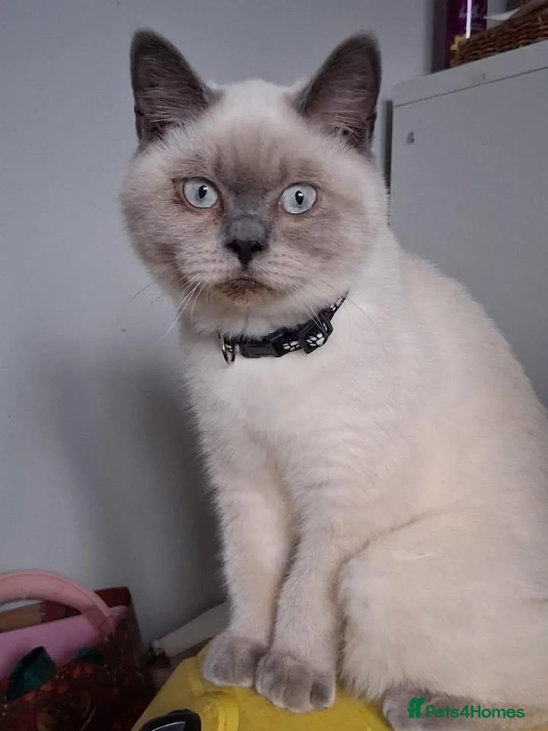 British Shorthair cats for sale: SIX BRITISH SHORTHAIR KITTENS - Advert 9