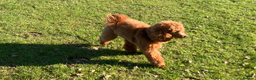 Poodle dogs for stud: Kc health tested fox red toy poodle in Stevenage - Advert 8