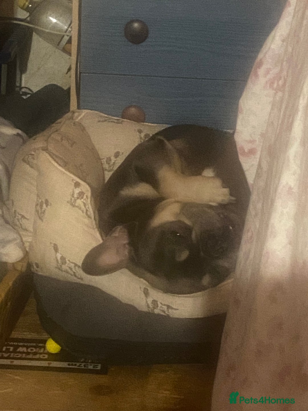 French Bulldog dogs for sale: Hugo French bulldog  free to a good home  - Image 2