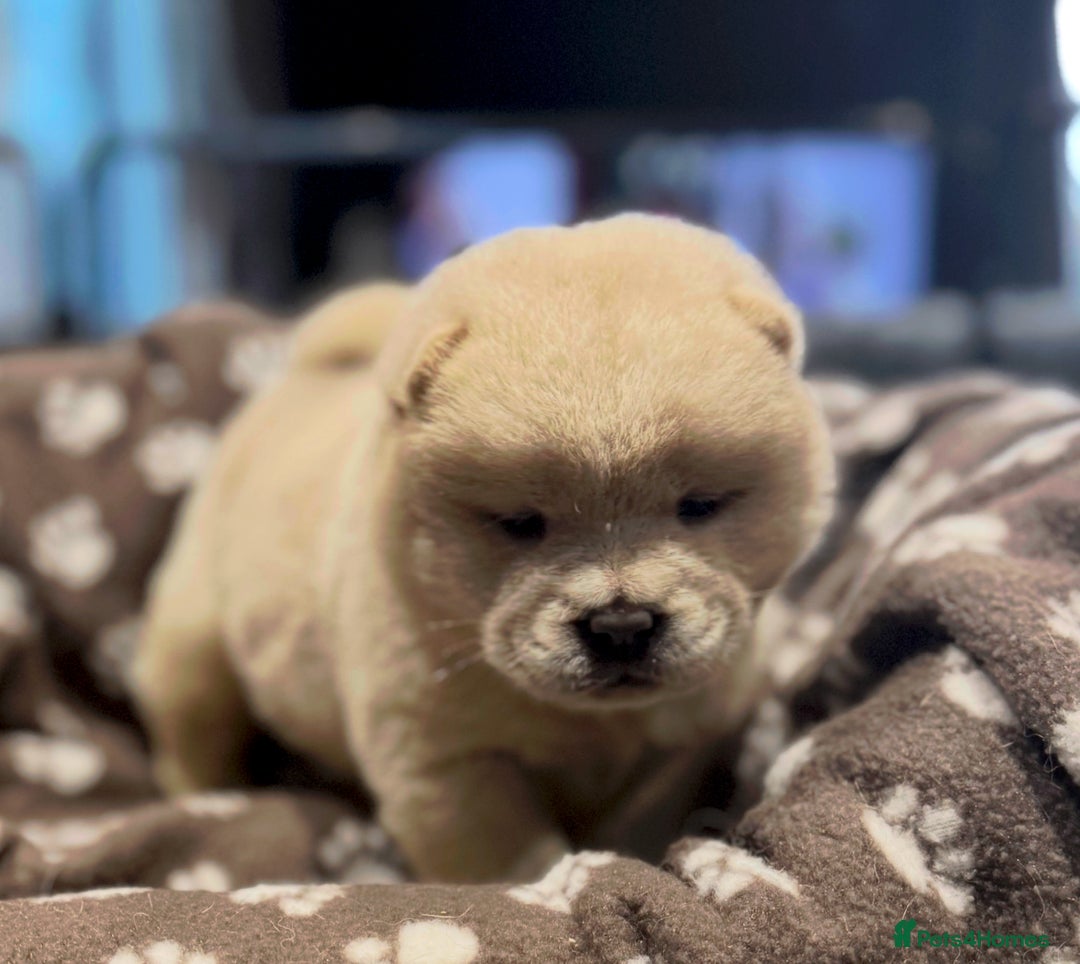 Chow Chow dogs for sale: Stunning smooth chows  - Advert 12