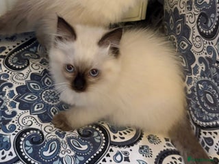 Ragdoll cats Ragdoll Kittens - Advert 2