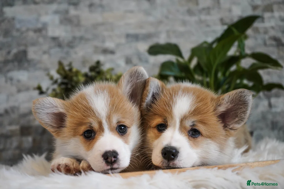 Welsh Corgi Pembroke dogs for sale: Welsh Corgi (Pembroke) - Advert 3