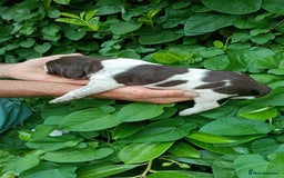 Mixed Breed dogs for sale: New Norfolk Spaniels- Ready Now - Image 26