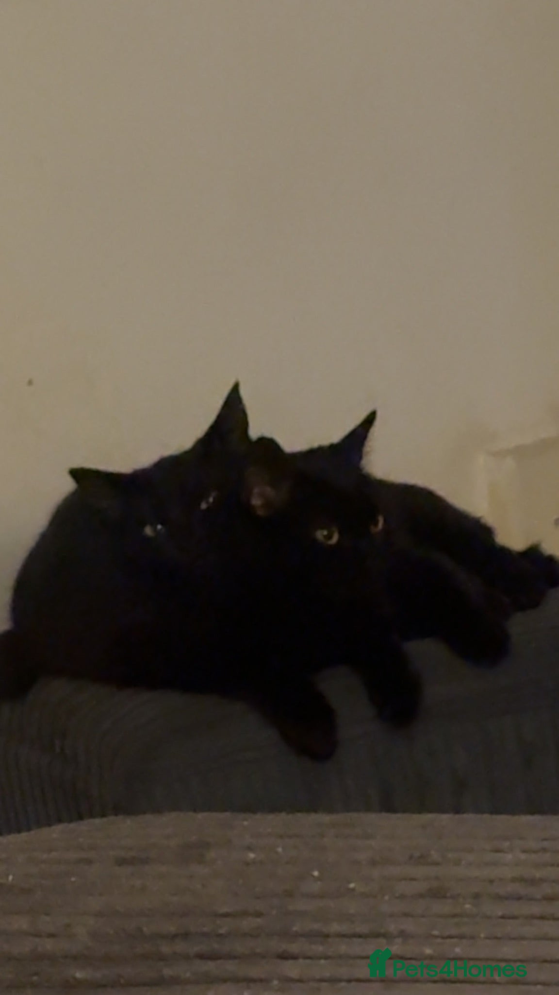 Mixed Breed cats Rehoming our cats - Advert 1