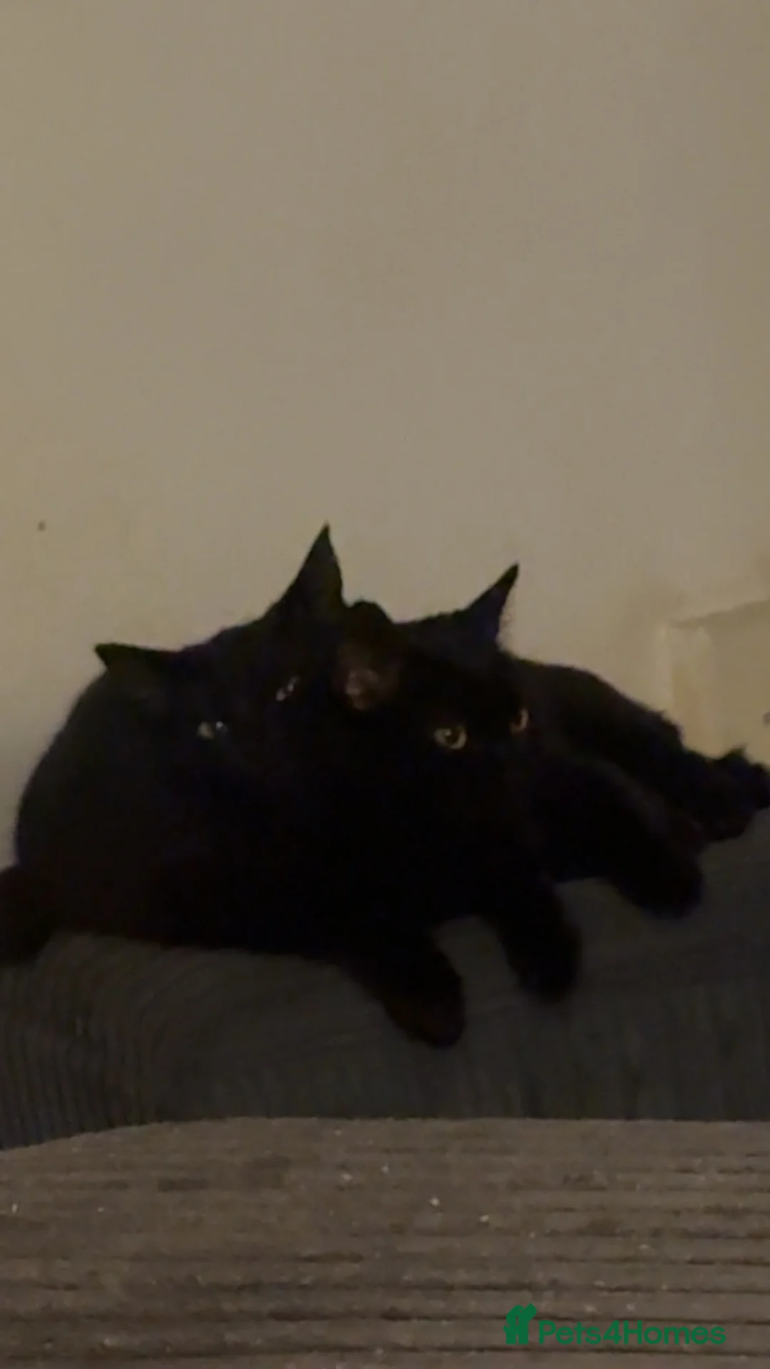 Mixed Breed cats for sale: Rehoming our cats - Advert 1