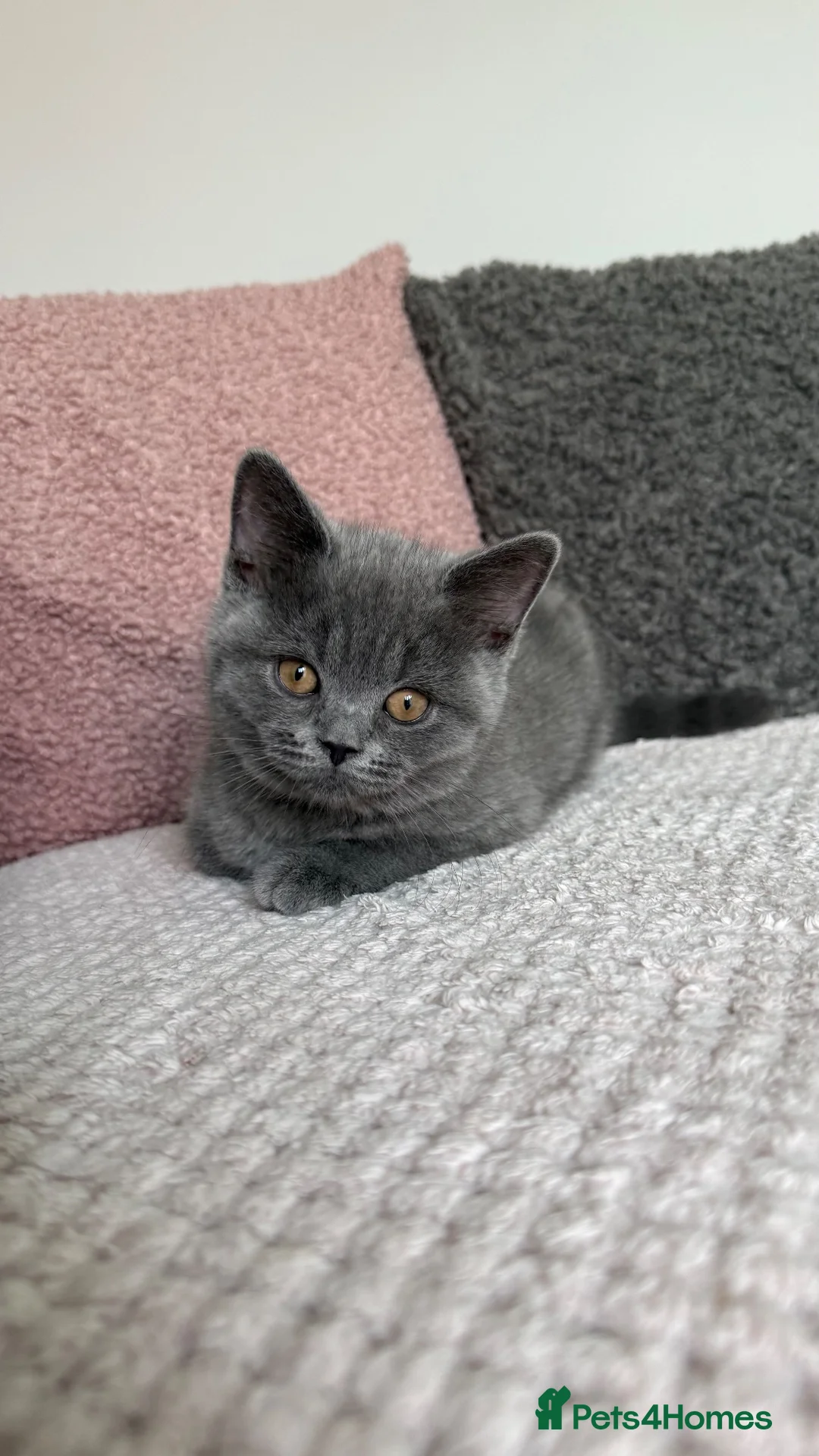 British Shorthair cats for sale: Ready for new homes - British Shorthair Kittens - Advert 8