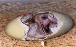 Mixed Breed livestock for sale: White Rhea Chicks & Hatching Rhea Eggs - Image 6