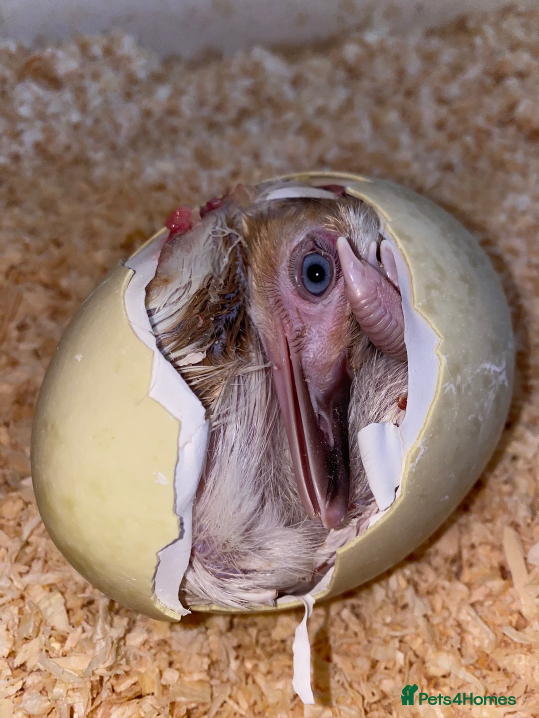 Mixed Breed livestock for sale: White Rhea Chicks & Hatching Rhea Eggs - Image 6