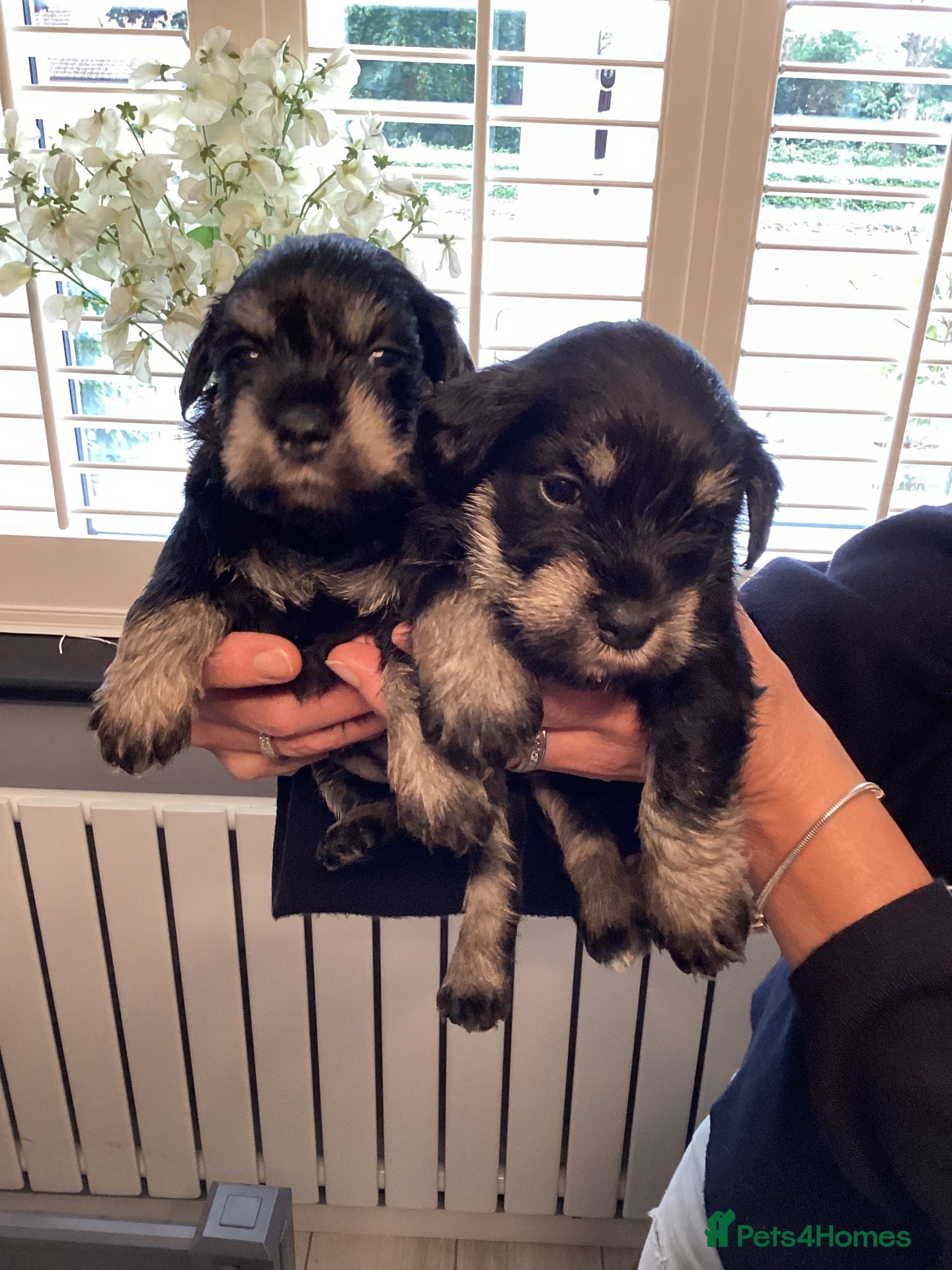 Miniature Schnauzer dogs Council licensed 5* Mini Schnauzer Breeders - Advert 2