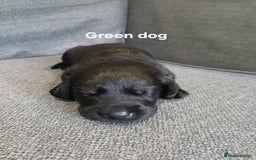 Labrador Retriever dogs for sale: Quality KC registered BLK Labrador Retriever Bitch - Image 12