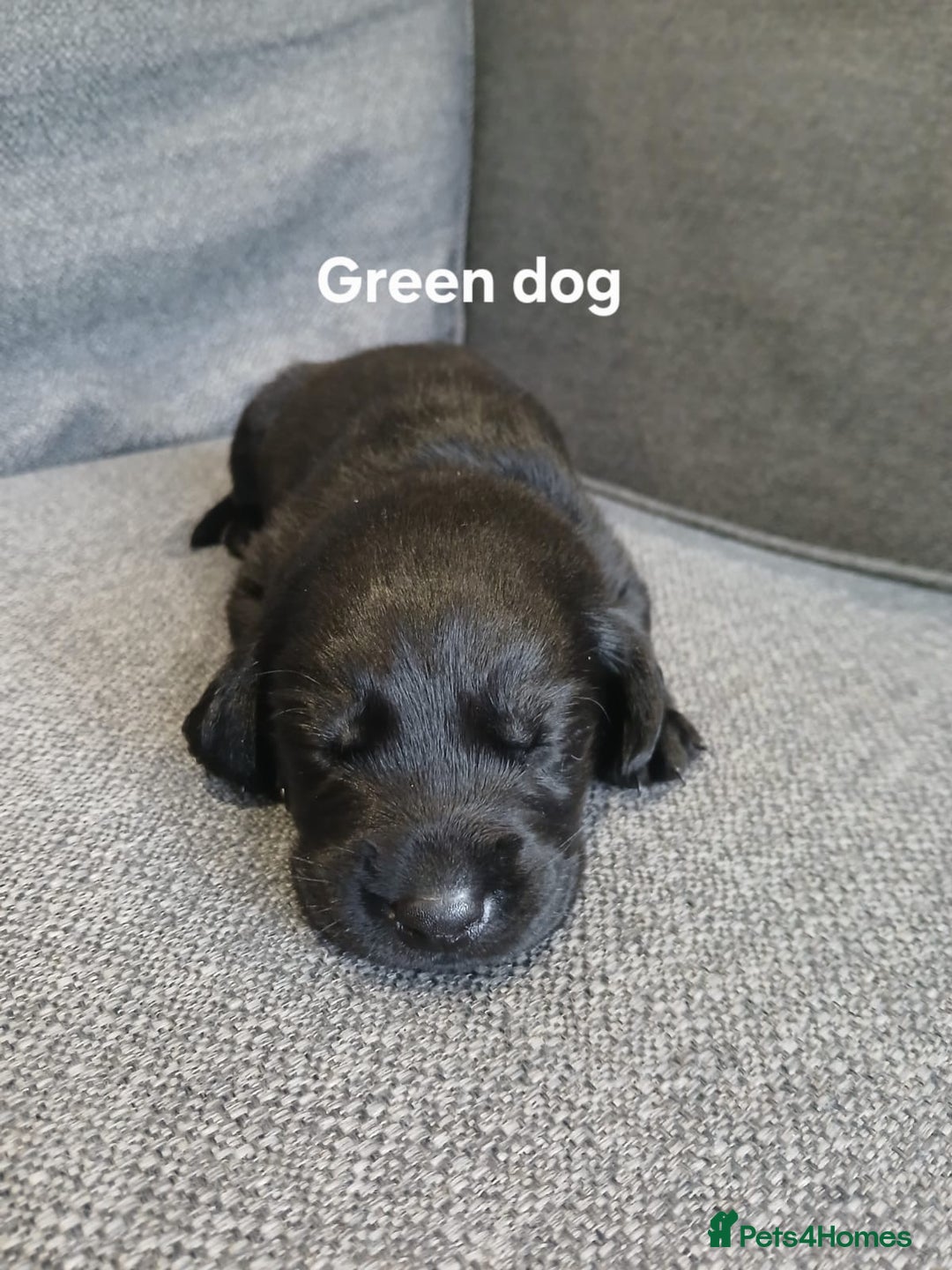Labrador Retriever dogs for sale: Quality KC registered BLK Labrador Retriever Bitch - Image 12