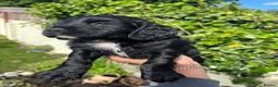 Cocker Spaniel dogs for sale: Outstanding cocker spaniel puppies - Advert 21