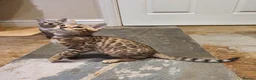Bengal cats for sale: 🐆🐆Beautiful Pedigree Bengal Kittens🐆🐆  - Advert 18