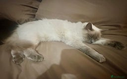 Ragdoll cats for sale: Half Ragdoll Kittens - Image 7