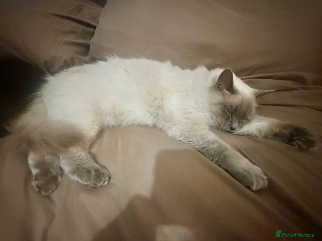 Ragdoll cats for sale: Half Ragdoll Kittens - Image 7