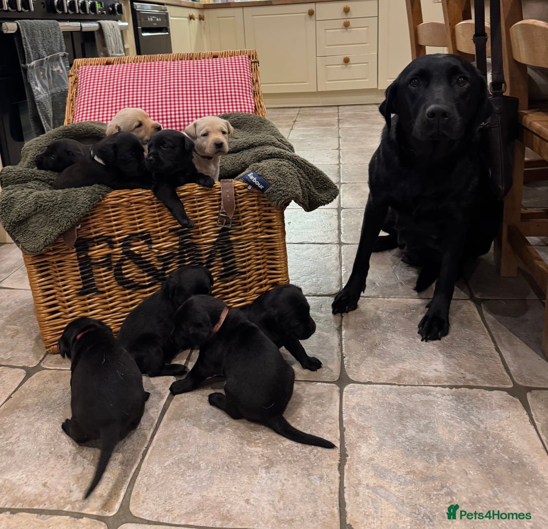 Labrador Retriever dogs for sale: KC Registered Health Tested Working Labs - Image 13