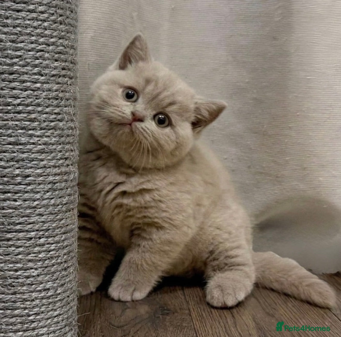 British Shorthair cats Chunky British shorthaired kittens - Advert 16
