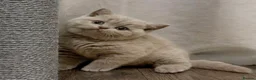 British Shorthair cats for sale: Chunky British shorthaired kittens - Advert 1