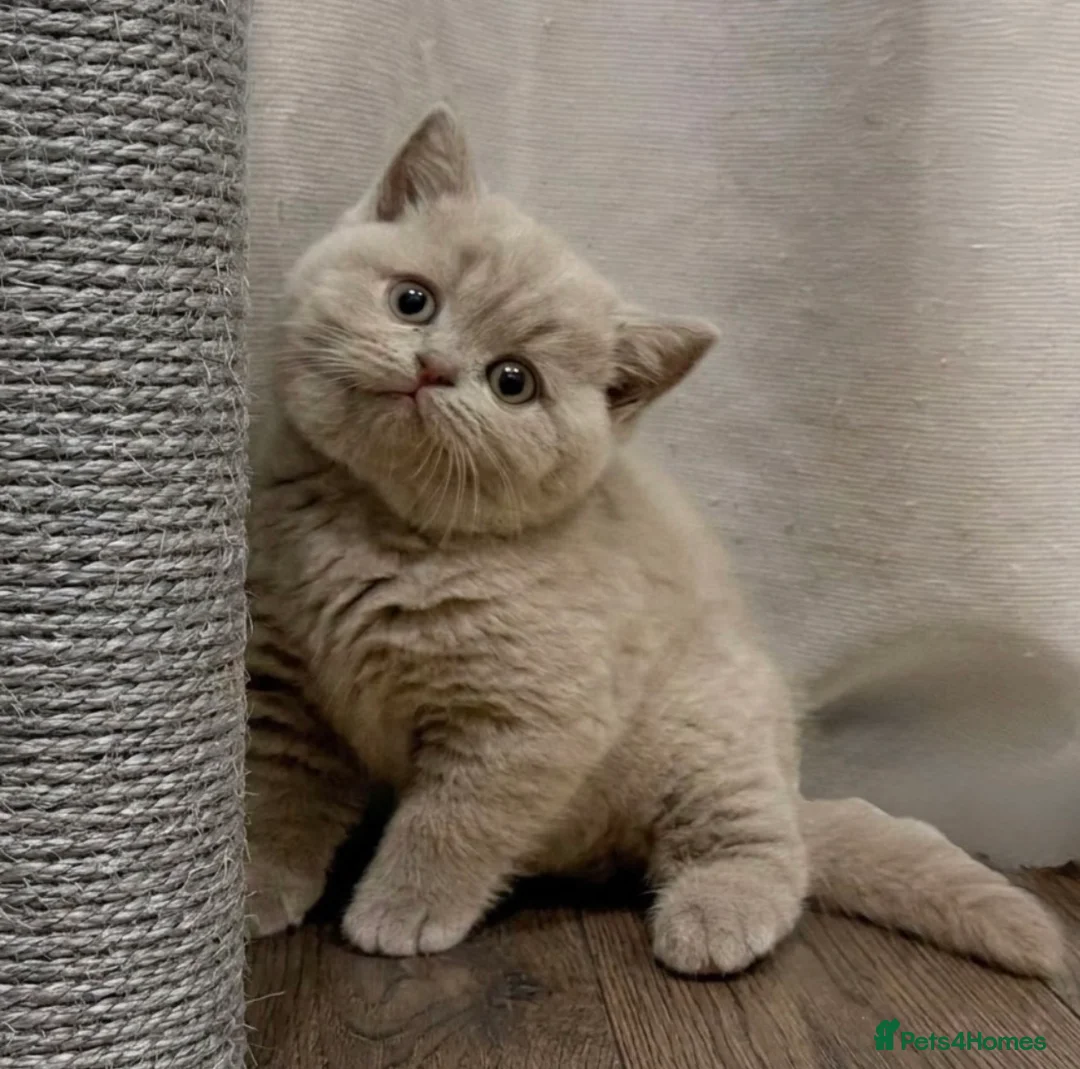British Shorthair cats for sale: Chunky British shorthaired kittens - Advert 1