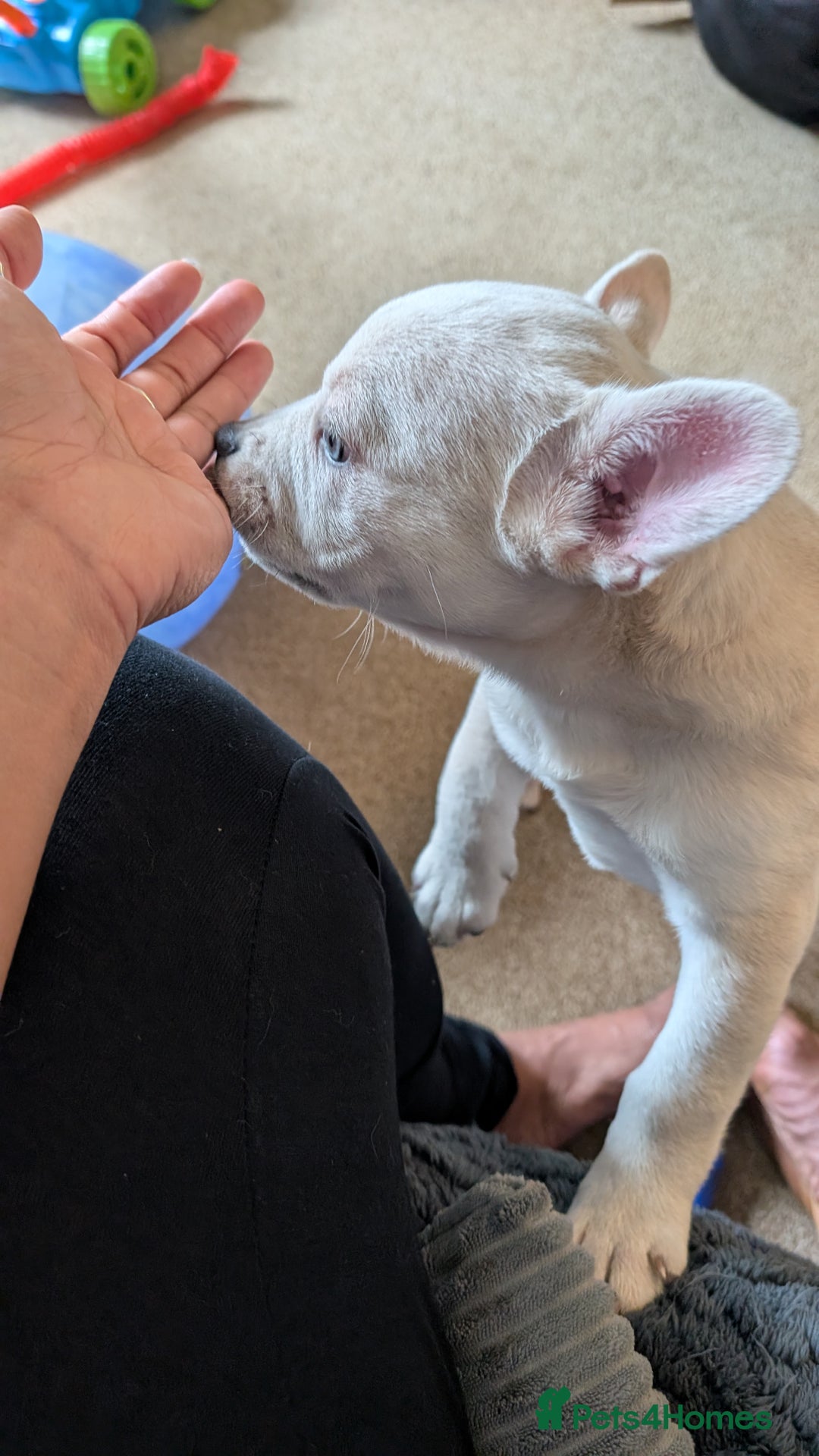 Mixed Breed dogs for sale: 3x Female French Bulldog X Chow Chow puppies.   - Advert 16