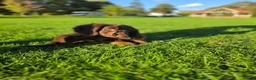 Miniature Dachshund dogs for sale: Fully vaccinated, Long Haired Miniature Dachshund  - Advert 8