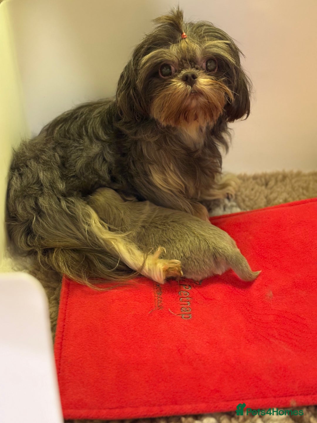 Shih Tzu dogs for sale: Beautiful Shih Tzu Boy - Advert 2