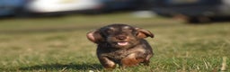 Miniature Dachshund dogs for stud: Miniature wire hair stud (crufts qualified) in Bridge of Weir - Advert 2
