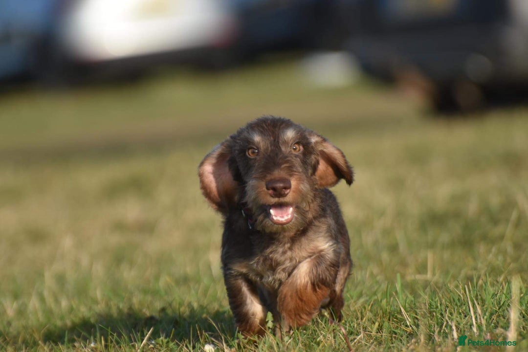 Miniature Dachshund dogs for stud: Miniature wire hair stud (crufts qualified) in Bridge of Weir - Image 2