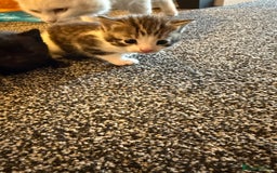 Persian cats for sale: 4 adorable Persian kittens  - Image 10