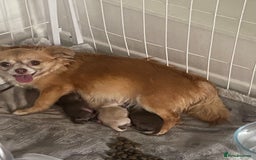 Chihuahua dogs for sale: ❌❌❌ Beautiful Chihuahua Pupppies ❌❌❌ - Image 7