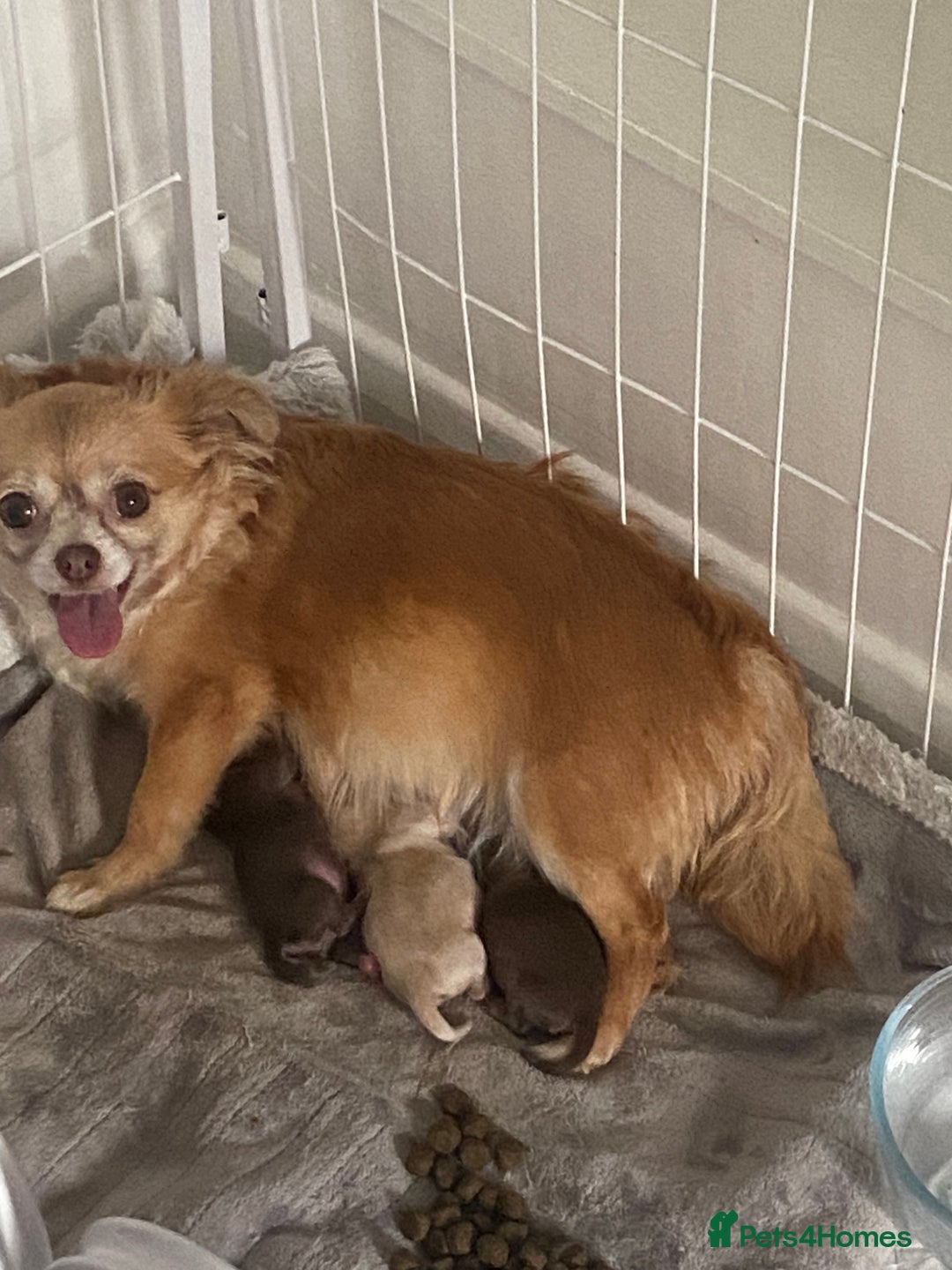 Chihuahua dogs for sale: ❌❌❌ Beautiful Chihuahua Pupppies ❌❌❌ - Image 7