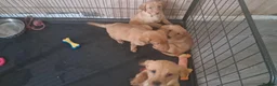 Labrador Retriever dogs for sale: Labrador puppies  - Advert 9