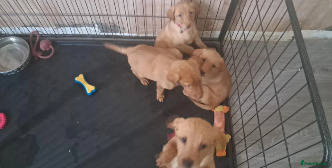Labrador Retriever dogs for sale: Labrador puppies  - Advert 9