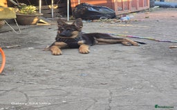 German Shepherd dogs for sale: German Shepherd female 5 month old  - Image 4
