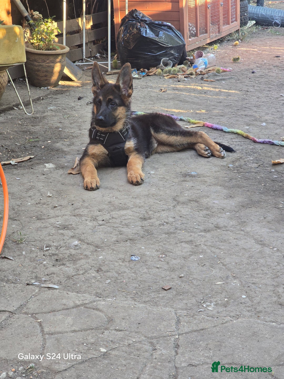 German Shepherd dogs for sale: German Shepherd female 5 month old  - Image 4