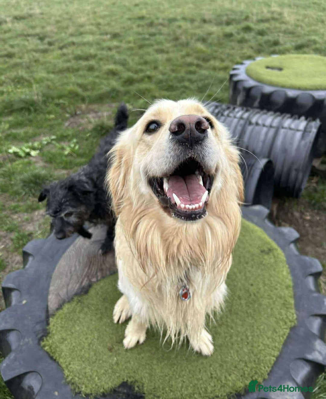 Mixed Breed dogs for adoption: CLIVE - Advert 1