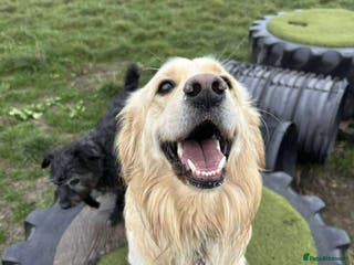 Mixed Breed dogs CLIVE - Advert 4