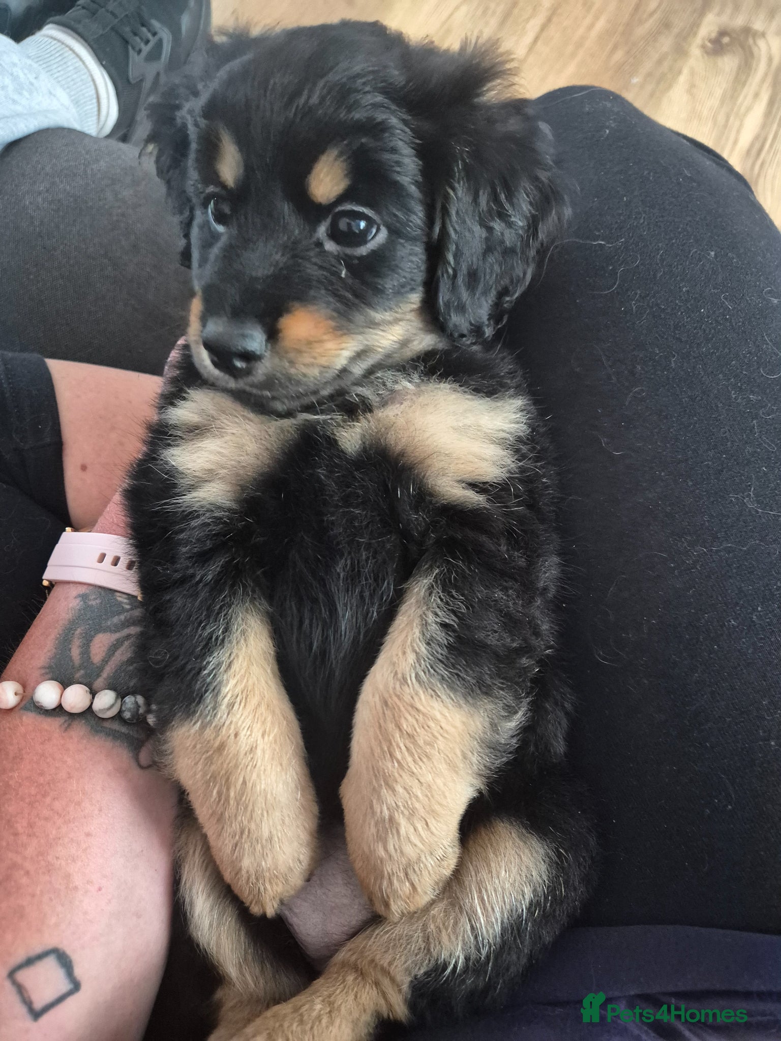 Mixed Breed dogs cute girl cockapomapoo puppy one left - Advert 2