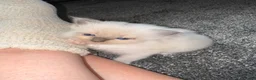 Ragdoll cats for sale: 🌸 Gorgeous Ragdoll Kittens 🌸 - Advert 7