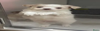 Chihuahua 1