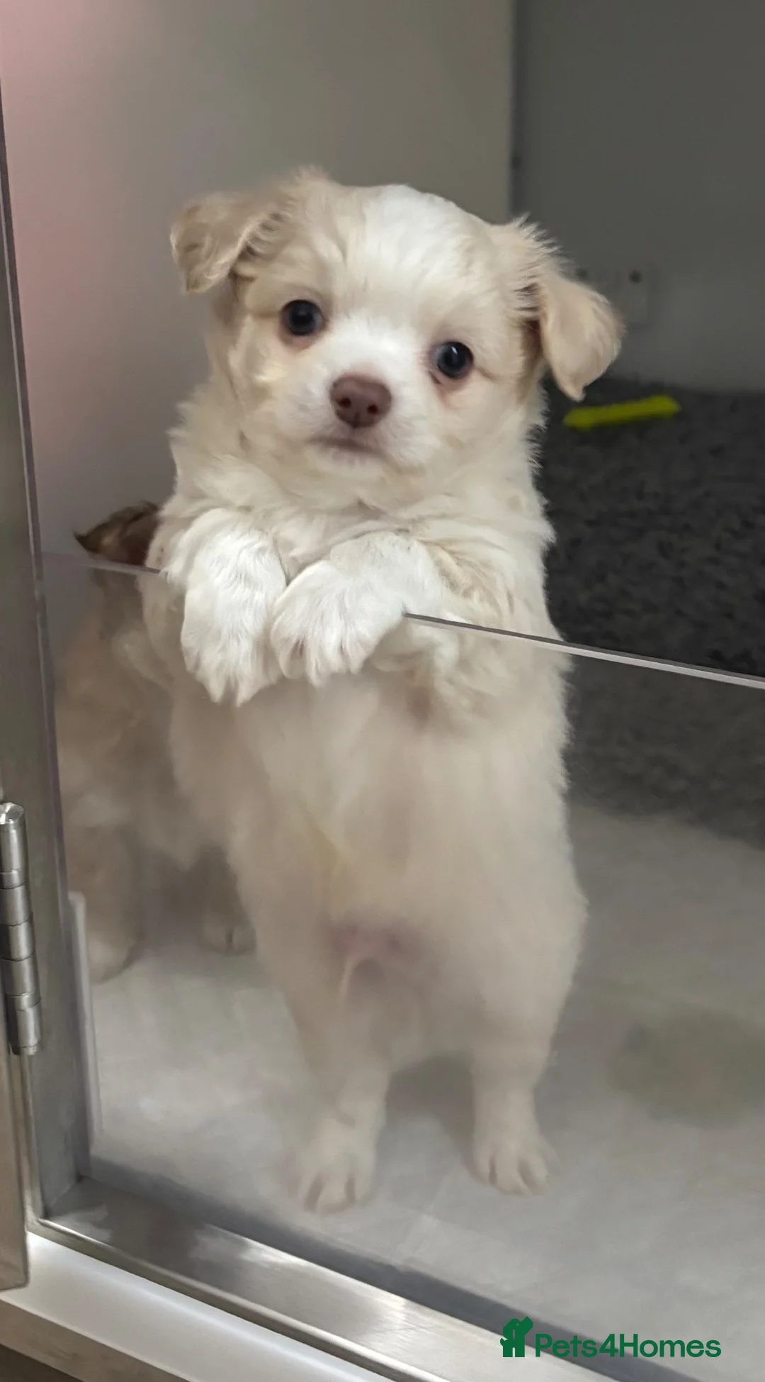 Chihuahua dogs for sale: Beautiful chihuahua pups - Advert 2