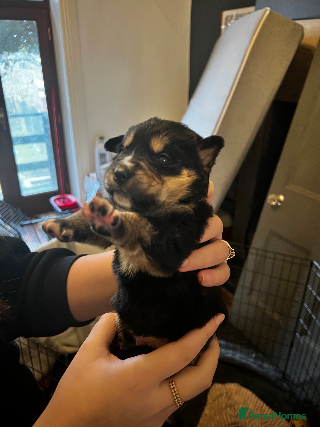 Mixed Breed dogs for sale: Bernese X Huskydor Pups - Advert 18